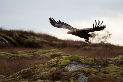 Low angle view of eagle flying over field against sky