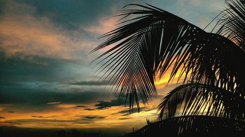 Low angle view of palm trees at sunset