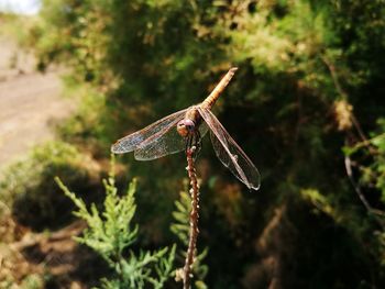 Close-up of dragonfly on plant