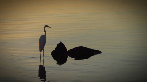 Bird flying over calm lake