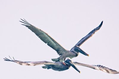 Low angle view of bird flying in sky