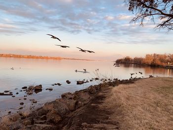 Sunset on the river with seagulls in flight