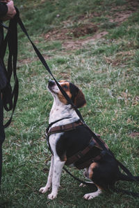 Dog standing on field