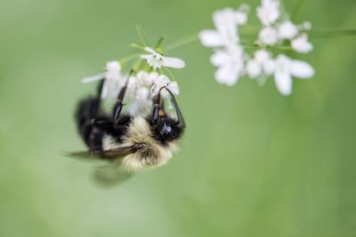 Close-up of insect on flower