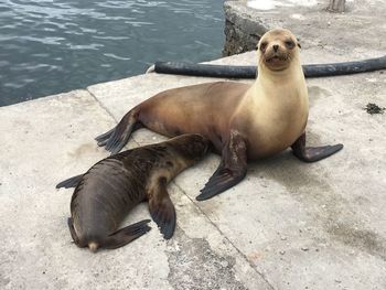 High angle view of sea lion