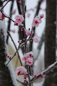 Close-up of pink flowers on branch