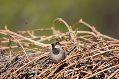 Close-up of bird perching on nest