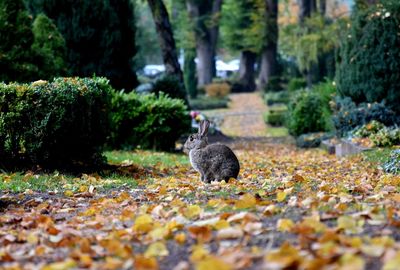 Close-up of rabbit on field