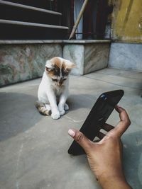 Cat sitting on hand