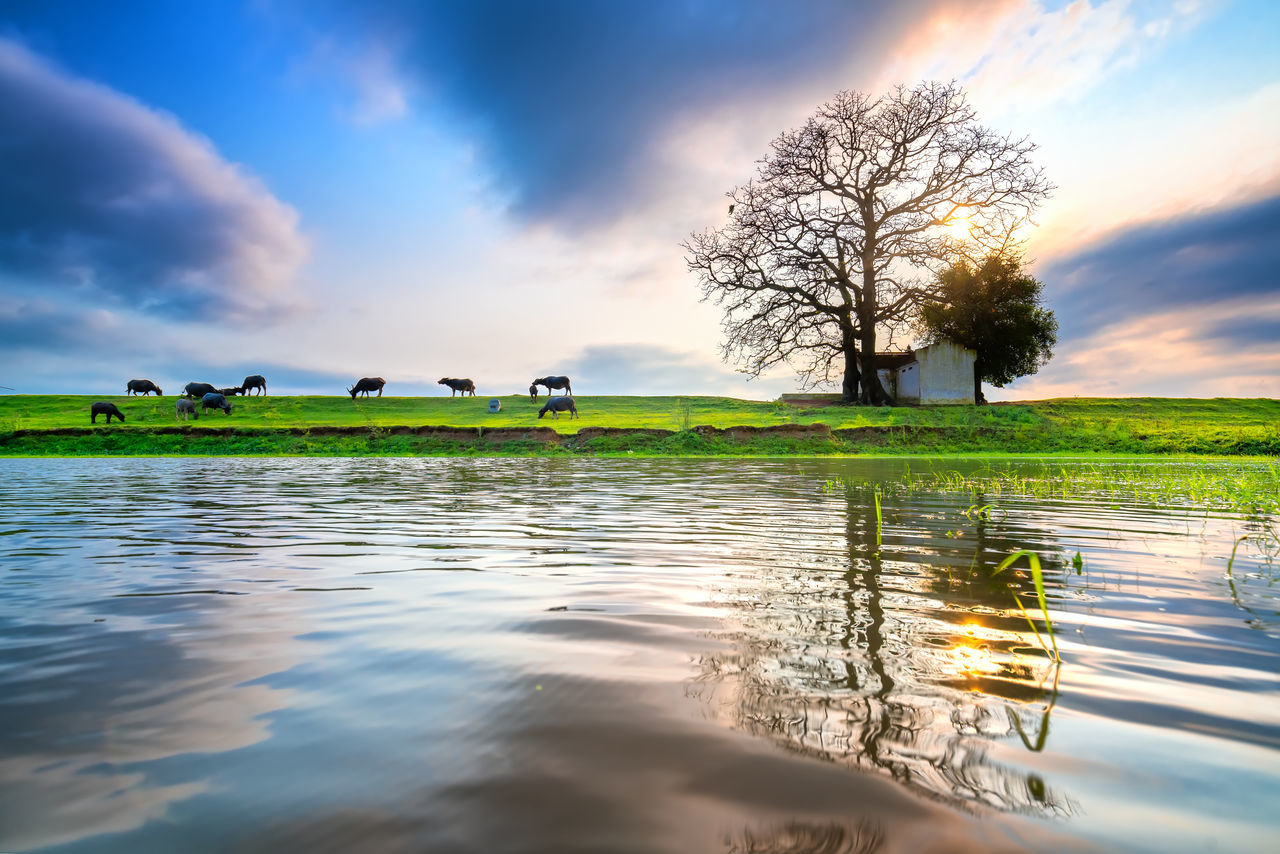 TREE BY LAKE AGAINST SKY