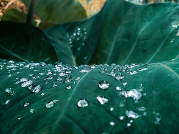 Close-up of raindrops on leaves