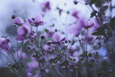 Close-up of pink flowering plants