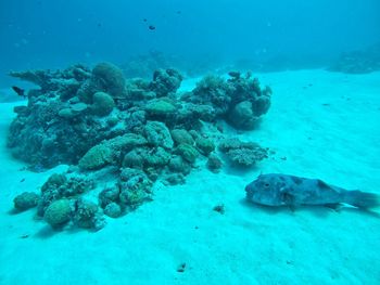 Fish swimming in sea