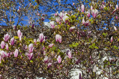 Close-up of pink flowering plant