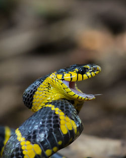 Close-up of snake