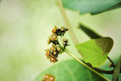 Close-up of insect on plant