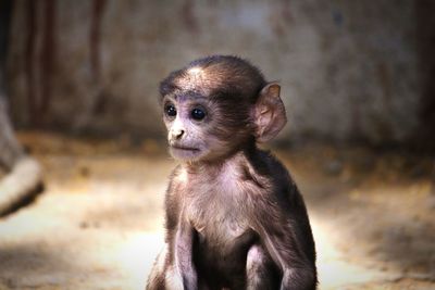 Close-up of a monkey looking away