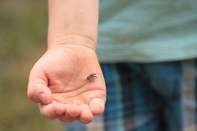 Close-up of a hand holding lizard