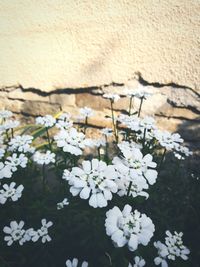 Close-up of flowers blooming outdoors