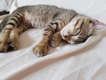 Cat sleeping on bed
