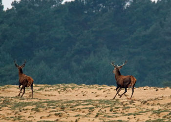 Deer on field