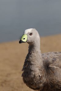 Close-up of a bird