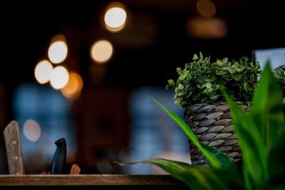 Close-up of potted plant on table