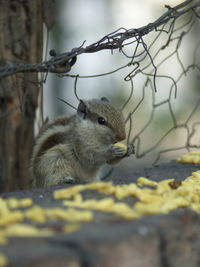 Close-up of squirrel