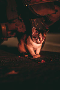 Portrait of cat sitting on floor