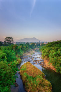 Scenic view of river amidst trees against sky