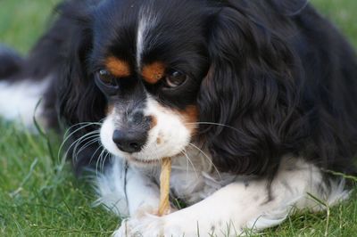 Close-up of dog on grassy field