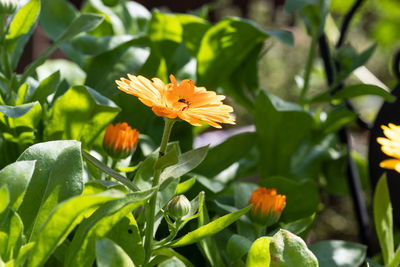 Close-up of yellow flowering plant