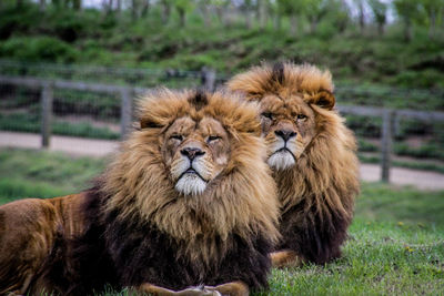 Portrait of cats on field