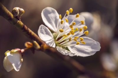 Close-up of white cherry blossom