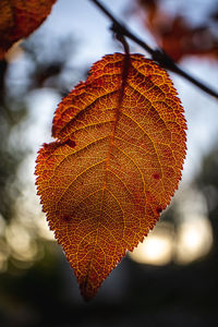 Close-up of dry maple leaves on tree