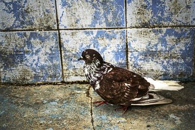 Bird perching on wall