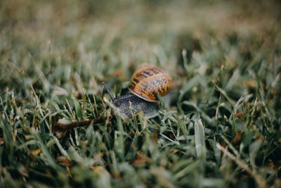 Snail on the grass