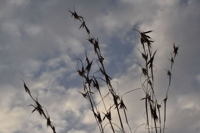 Low angle view of stalks against sky at sunset