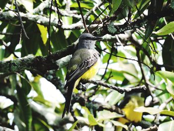 Low angle view of bird perching on tree