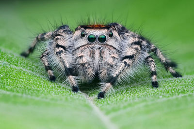 Close-up of spider