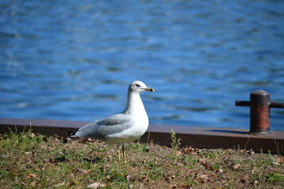 Seagull against lake
