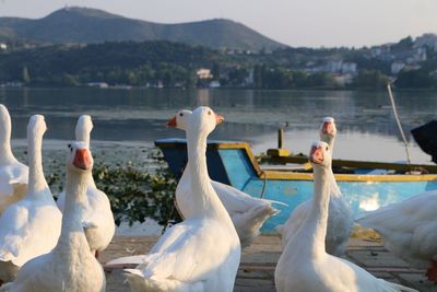 View of swans on lake