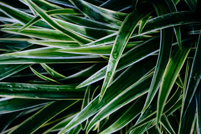 Background leaf natural green plant close-up nature abstract texture