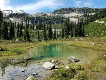 Scenic view of lake by trees in forest