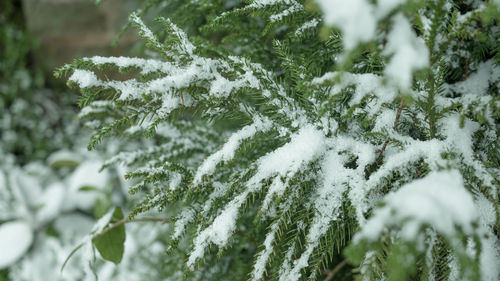 Close-up of frozen plant during winter