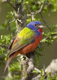 Close-up of parrot perching on branch