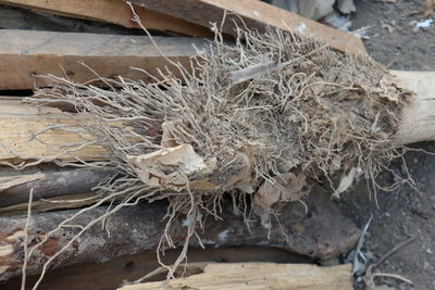 Close-up of dried plant on land