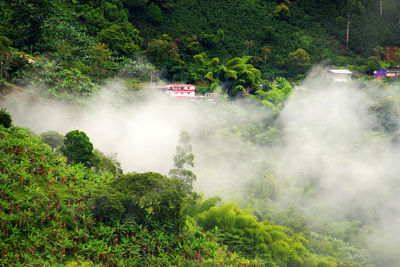 High angle view of waterfall in forest