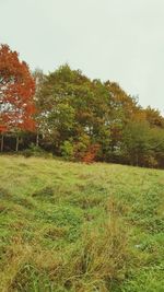 Trees growing on grassy field