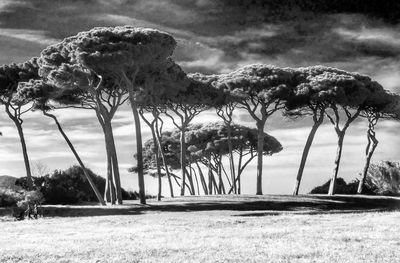 Trees on field against sky